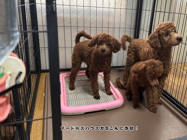 ケージ内のトイレトレーと給水器のある環境で過ごすトイプードルの子犬たち
