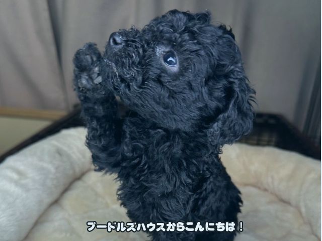 トイプードルのお迎え準備チェックリスト