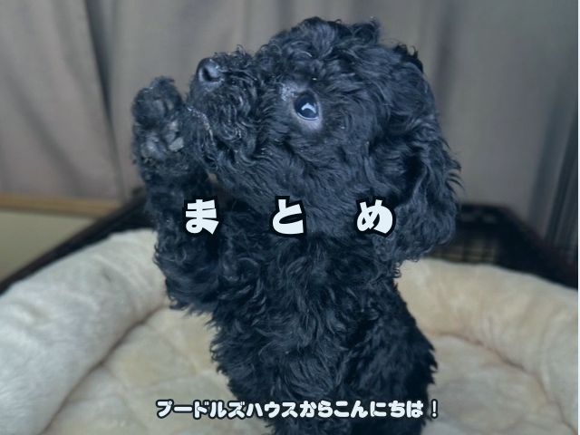 トイプードルのお迎え準備チェックリスト【まとめ】
