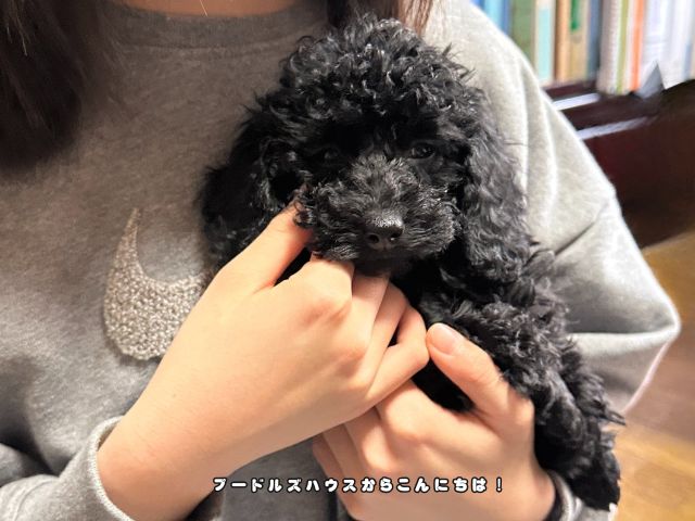 トイプードルの子犬見学で抱っこしながら様子を確認する様子