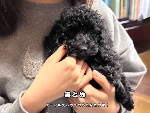 トイプードルの子犬見学では何を見るの【まとめ】画像