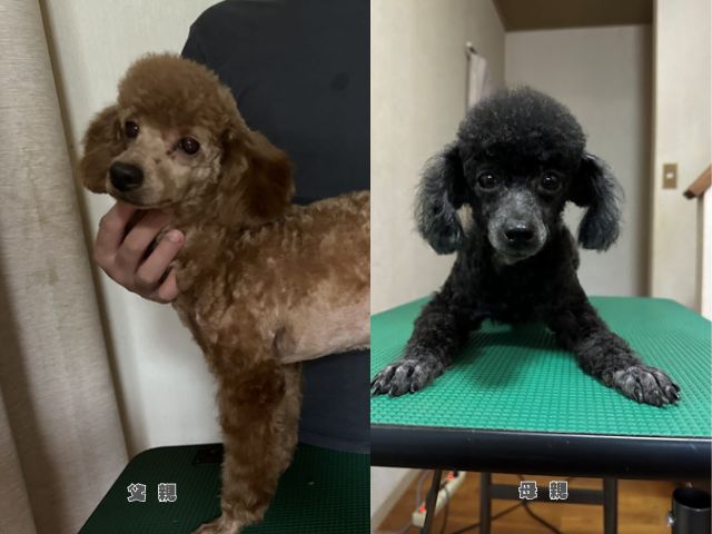 トイプードルの子犬見学で確認したい父犬と母犬