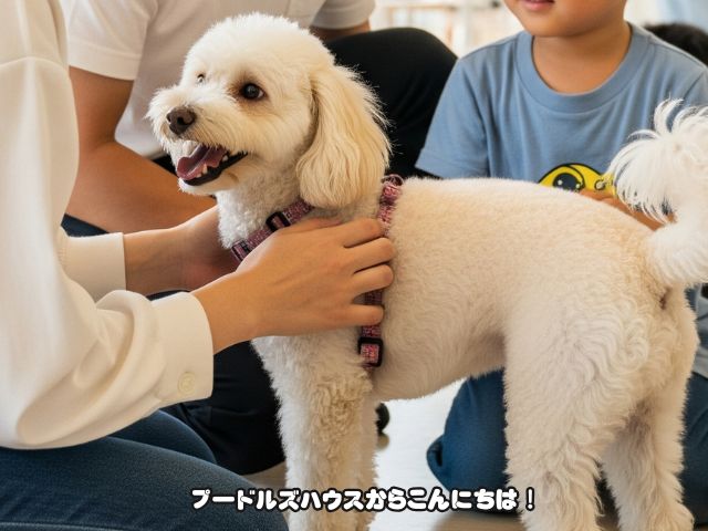 トイプードルを迎えた後のサポート体制
