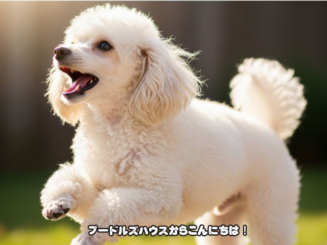 トイプードルを迎える前に必要な心構えやルール