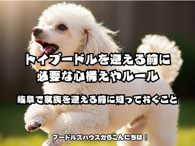 トイプードルを迎える前に必要な心構えやルール｜岐阜で家族を迎える前に知っておくこと