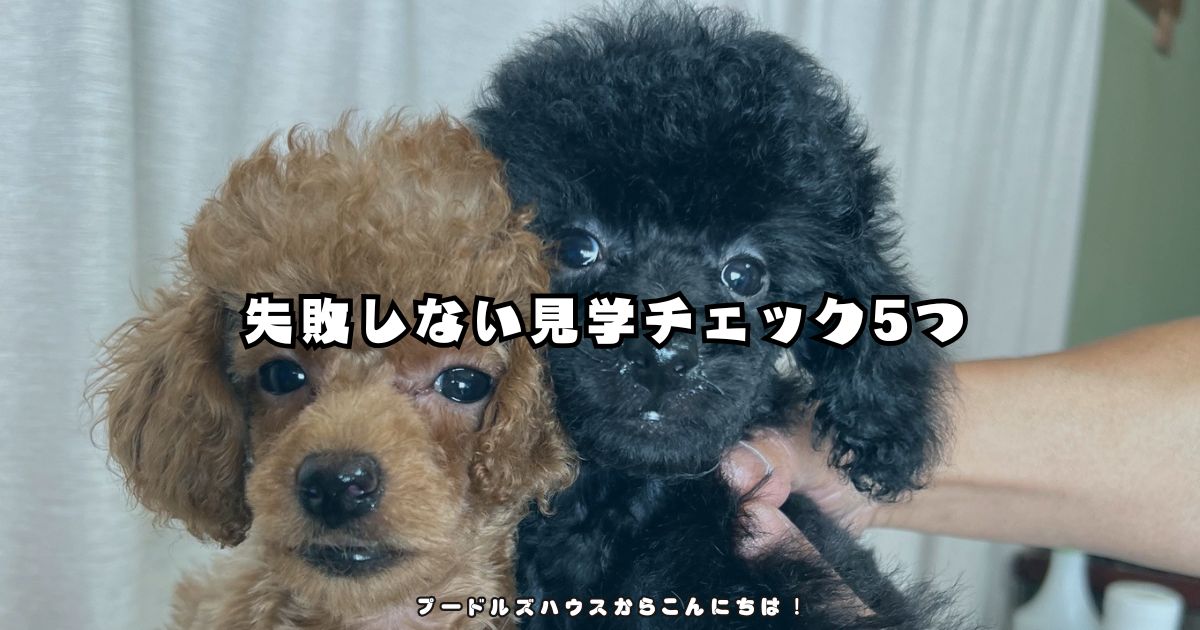トイプードルのブリーダー見学で確認すべきポイント（岐阜での見学にも対応）