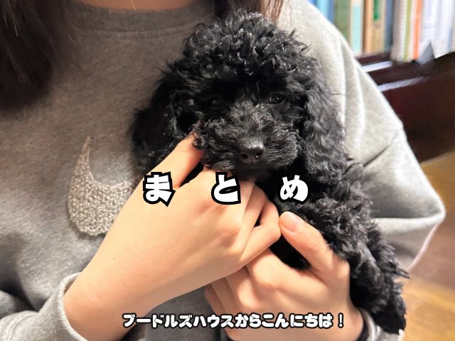 子犬見学って何をするの？【まとめ】
