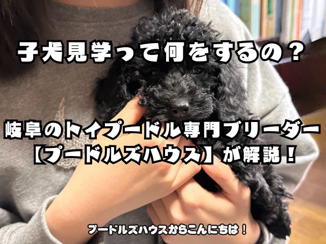 子犬見学って何をするの？岐阜のトイプードル専門ブリーダー【プードルズハウス】が解説！