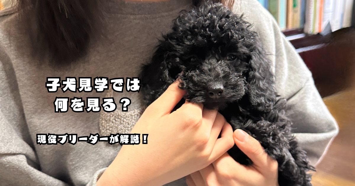 子犬見学で確認したいポイントを現役ブリーダーが解説するトイプードルの子犬
