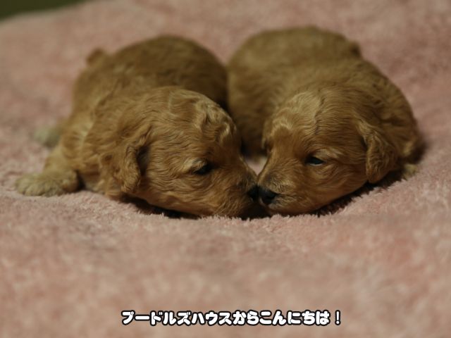 岐阜でトイプードルと出会える！