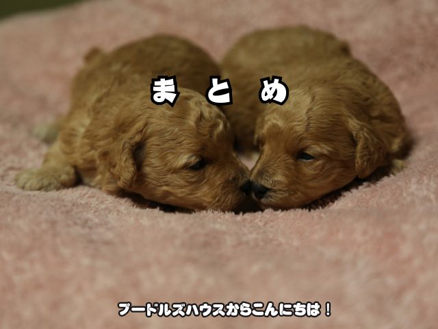 岐阜でトイプードルと出会える！【まとめ】