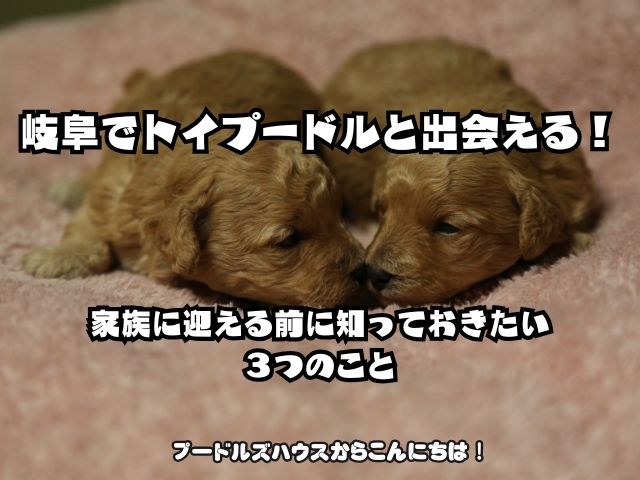 岐阜でトイプードルと出会える！家族に迎える前に知っておきたい３つのこと
