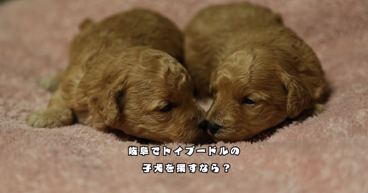岐阜でトイプードルの子犬を探している方に向けた子犬選びのポイント