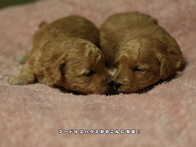 岐阜でトイプードルの子犬を探すときに確認したいポイント