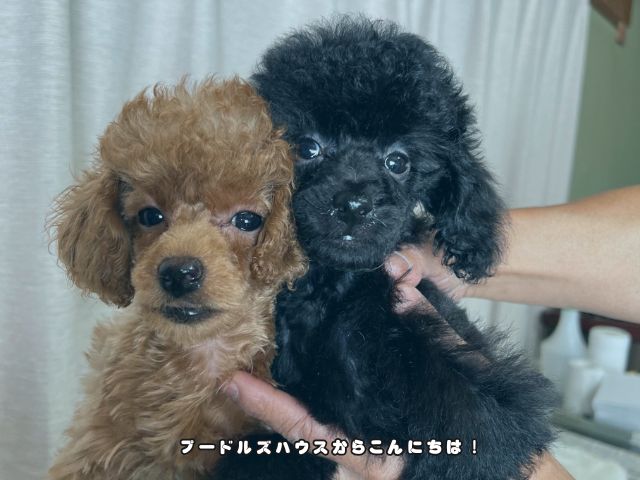 岐阜でトイプードルのブリーダー見学なら？