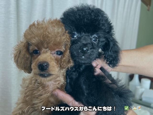 岐阜でトイプードルのブリーダー見学に役立つ5つの確認ポイント