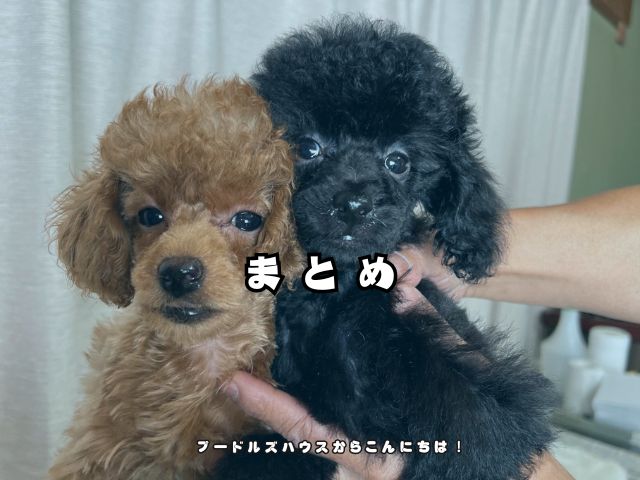 岐阜でトイプードルのブリーダー見学なら？【まとめ】