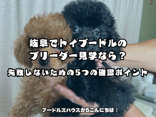 岐阜でトイプードルのブリーダー見学で確認すべき5つのポイントの解説アイキャッチ 岐阜のトイプードル専門ブリーダー見学｜失敗しないための5つの確認ポイント