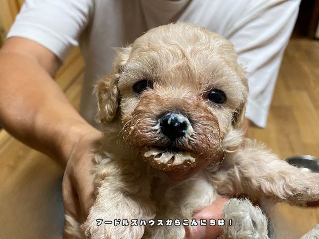 岐阜でトイプードルのブリーダー見学体験で子犬を抱っこしながら触れ合う様子