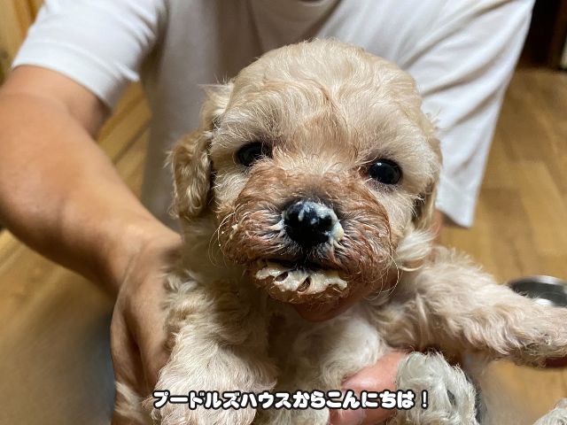 岐阜でトイプードルのブリーダー見学体験