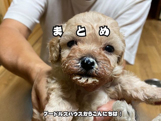 岐阜でトイプードルのブリーダー見学体験【まとめ】