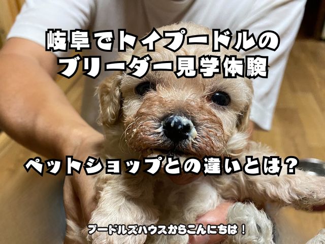 岐阜でトイプードルのブリーダー見学体験｜ペットショップとの違いとは？