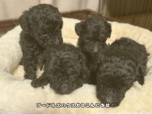 岐阜でトイプードルの子犬を探すなら？