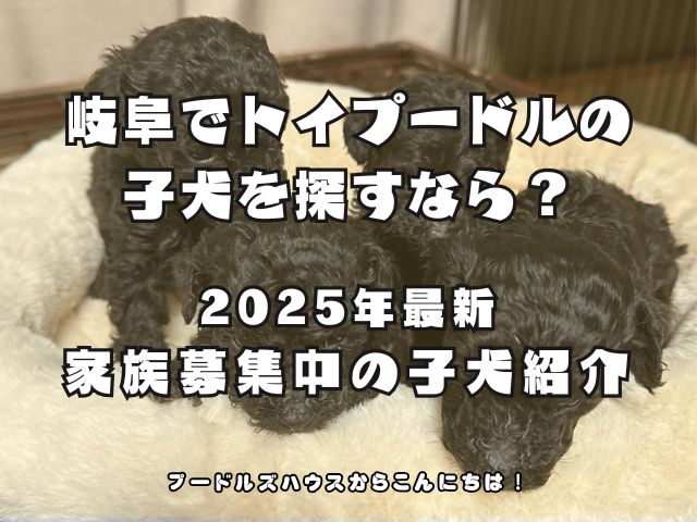 岐阜でトイプードルの子犬を探すなら？2025年最新・家族募集中の子犬紹介