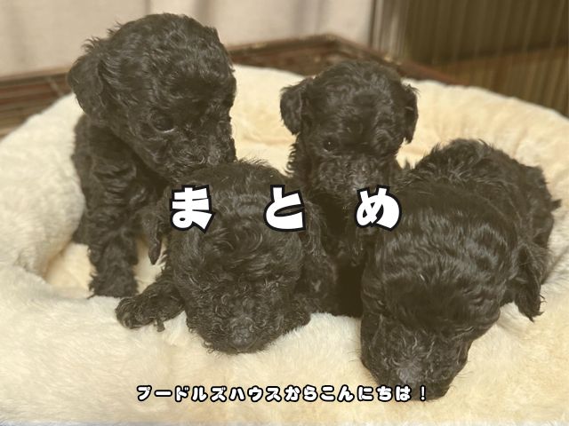 岐阜でトイプードルの子犬を探すなら？【まとめ】