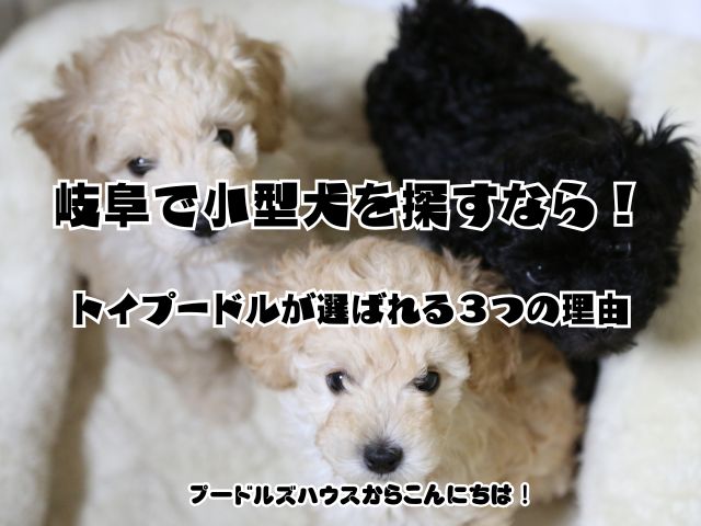 岐阜で小型犬を探すなら！トイプードルが選ばれる３つの理由