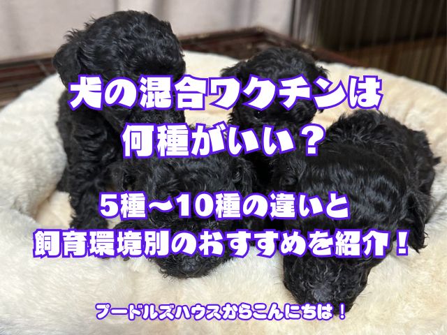 犬の混合ワクチンは何種がいい？5種～10種の違いと飼育環境別のおすすめを紹介！