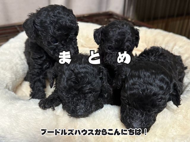 犬の混合ワクチンは何種がいい？5種～10種の違いと飼育環境別のおすすめを紹介！【まとめ】