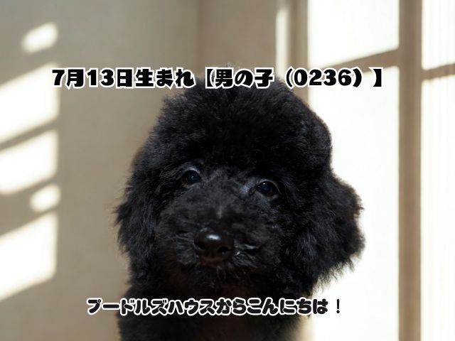 2025年7月13日生まれ【男の子（0236）】