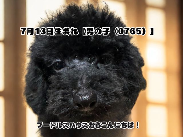2025年7月13日生まれ【男の子（0765）】