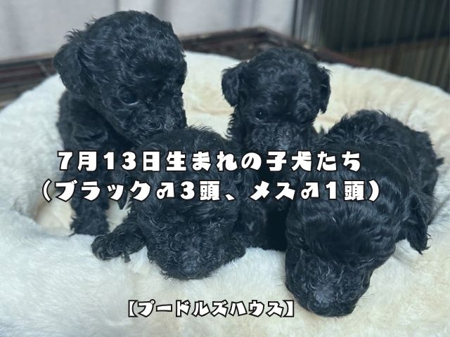 7月13日生まれの子犬たち（ブラック3頭、メス1頭）