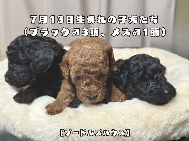 9月10日生まれの子犬たち【メス３頭】（レッド1頭、ブラック2頭）