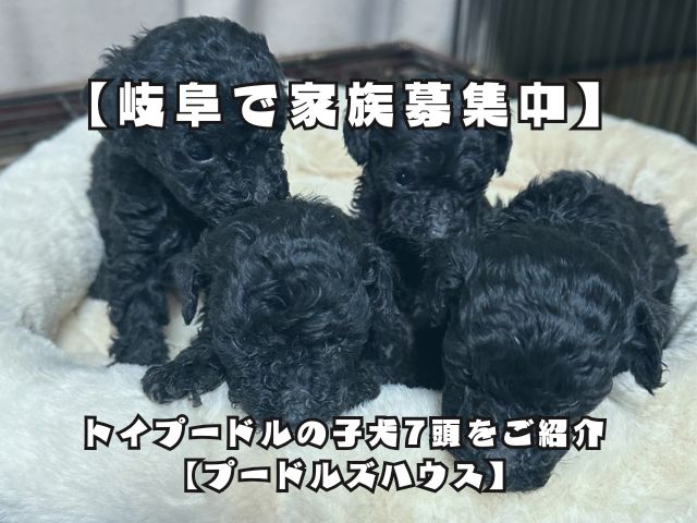 【岐阜で家族募集中】トイプードルの子犬7頭をご紹介【プードルズハウス】