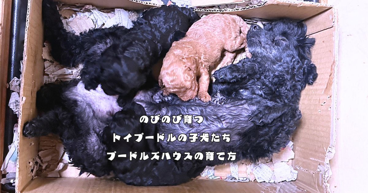 プードルズハウスで家庭内飼育されるトイプードルの子犬たち