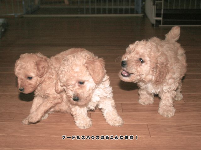 のびのび育つ トイプードルの子犬たち