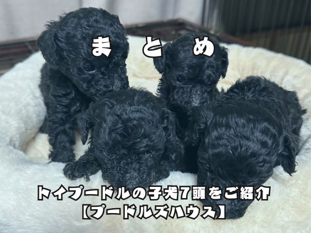 まとめ【岐阜で家族募集中】トイプードルの子犬7頭をご紹介｜プードルズハウス