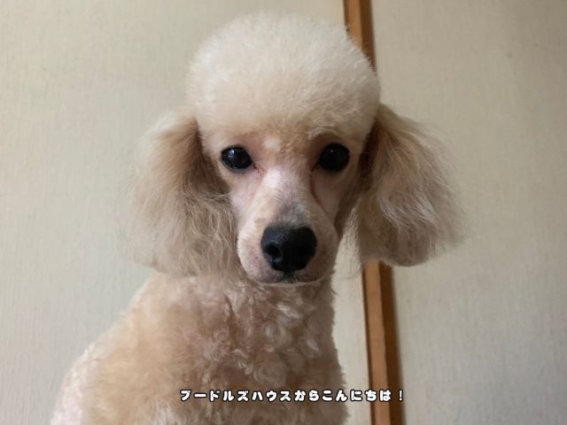 アプリコットのトイプードルの男の子