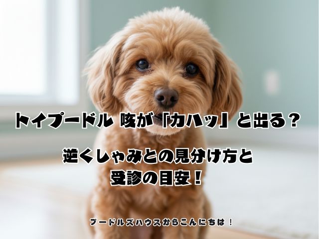 トイプードル 咳が「カハッ」と出る？逆くしゃみとの見分け方と受診の目安！