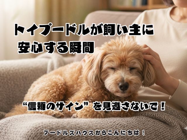トイプードルが飼い主に安心する瞬間｜“信頼のサイン”を見逃さないで！