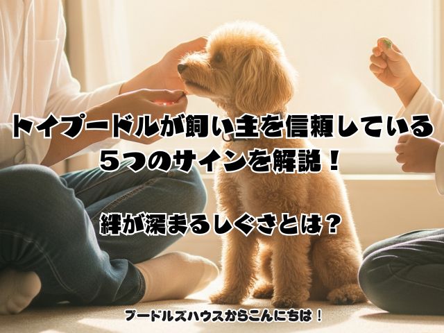 トイプードルが飼い主を信頼している５つのサインを解説！ 絆が深まるしぐさとは？