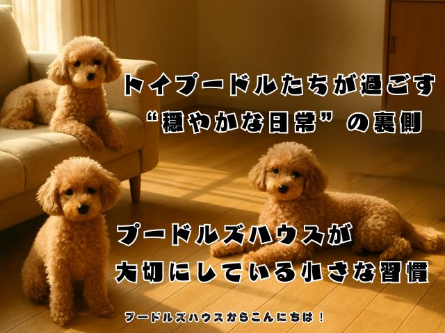 トイプードルたちが過ごす“穏やかな日常”の裏側 ！プードルズハウスが大切にしている小さな習慣