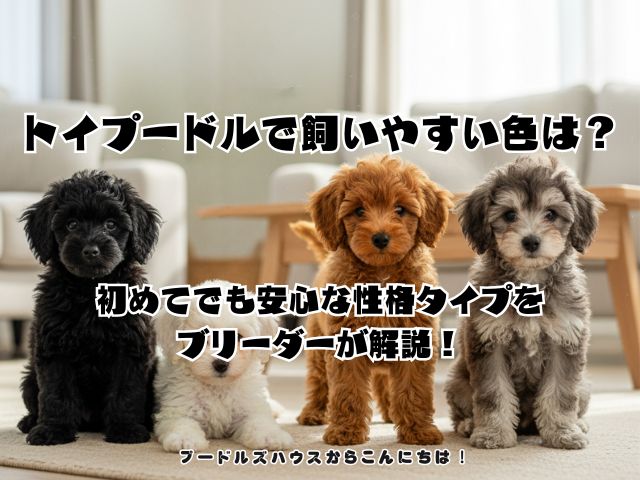 トイプードルで飼いやすい色は？初めてでも安心な性格タイプをブリーダーが解説！