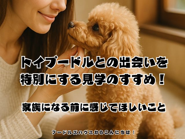 トイプードルとの出会いを特別にする見学のすすめ！