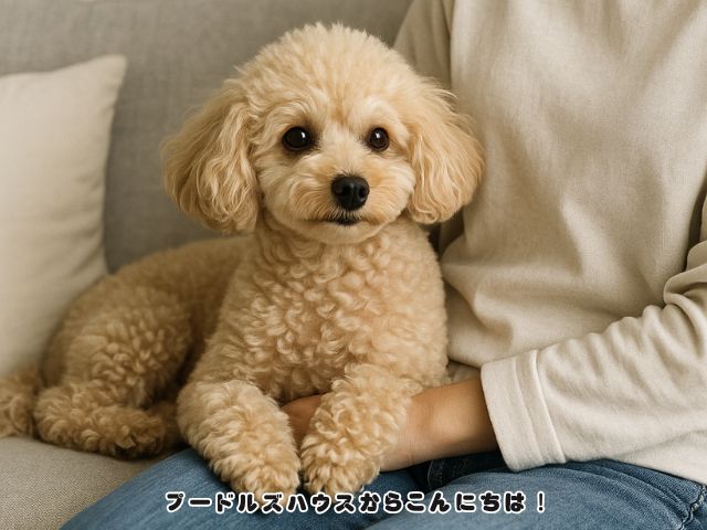 トイプードルと築く“見えない絆”