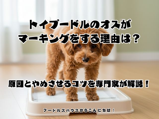 トイプードルのオスがマーキングをする理由は？原因とやめさせるコツを専門家が解説！