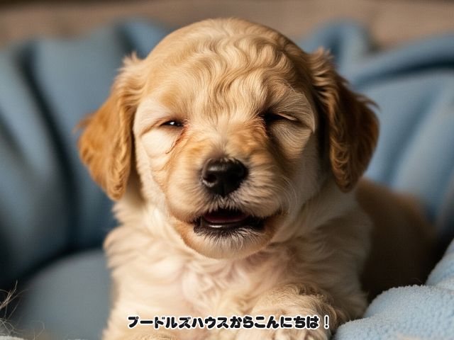 トイプードルの可愛い顔の見分け方！